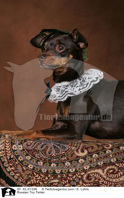 Russischer Toy Terrier / Russian Toy Terrier / KL-01296