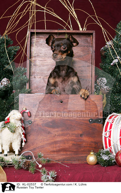 Russischer Toy Terrier / Russian Toy Terrier / KL-02537