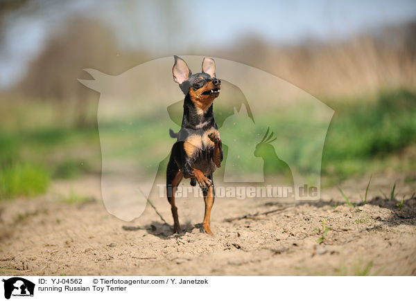 running Russian Toy Terrier / YJ-04562