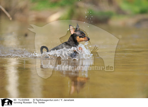 running Russian Toy Terrier / YJ-04564