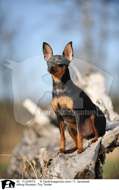 sitting Russian Toy Terrier / YJ-04573