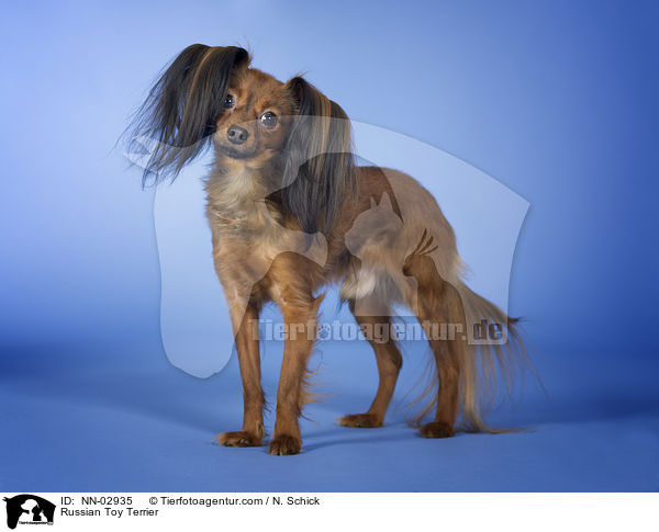 Russischer Toy Terrier / Russian Toy Terrier / NN-02935