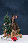 Russian Toy Terrier