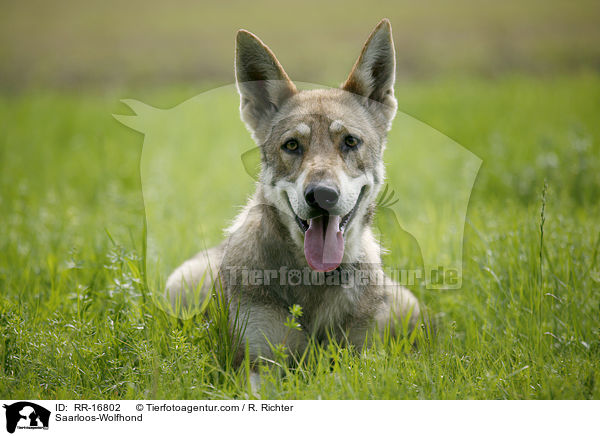 Saarloos-Wolfhond / RR-16802