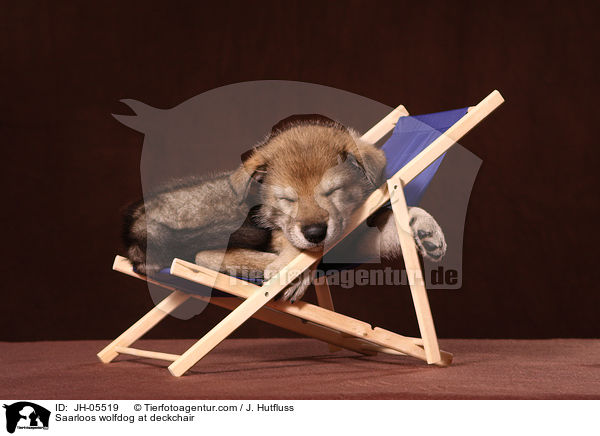 Saarloos Wolfhund auf Liegestuhl / Saarloos wolfdog at deckchair / JH-05519