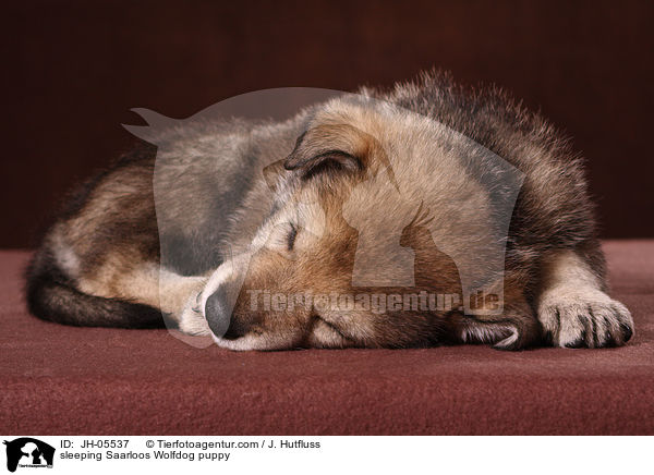 schlafender Saarloos Wolfhund Welpe / sleeping Saarloos Wolfdog puppy / JH-05537