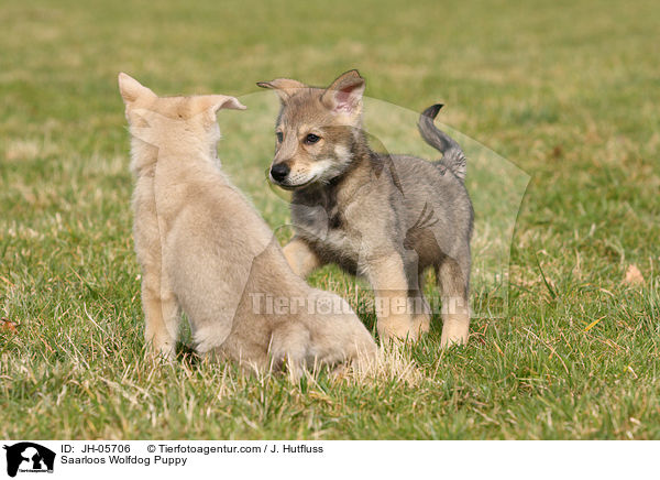 Saarloos Wolfdog Puppy / JH-05706