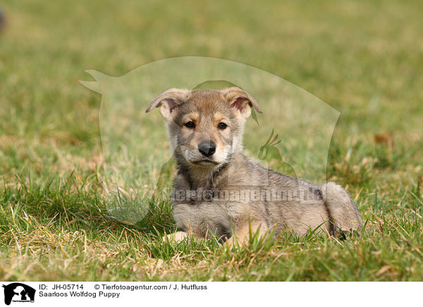 Saarloos Wolfdog Puppy / JH-05714