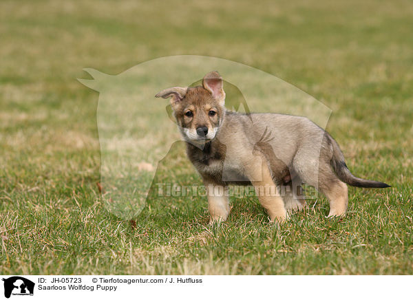 Saarloos Wolfdog Puppy / JH-05723