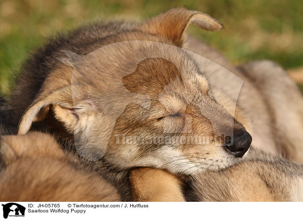 Saarloos Wolfhund Welpe / Saarloos Wolfdog Puppy / JH-05765