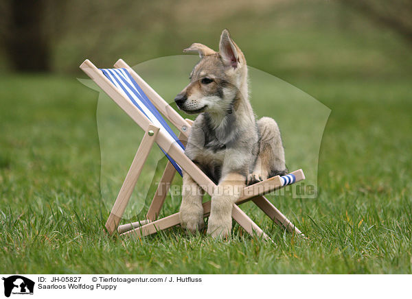 Saarloos Wolfhund Welpe / Saarloos Wolfdog Puppy / JH-05827