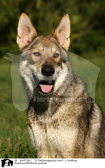 Saarloos-Wolfhond portrait / JH-07381