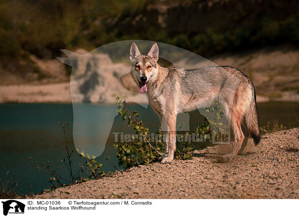 stehender Saarloos Wolfshund / standing Saarloos Wolfhound / MC-01036