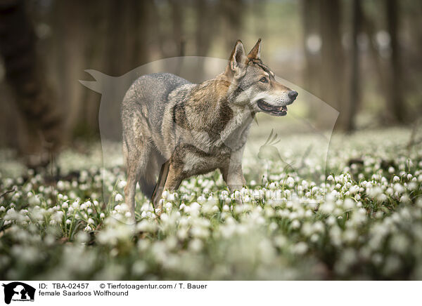 female Saarloos Wolfhound / TBA-02457