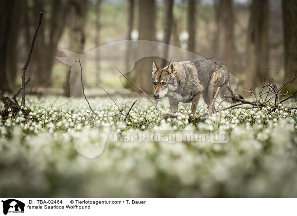 female Saarloos Wolfhound / TBA-02464