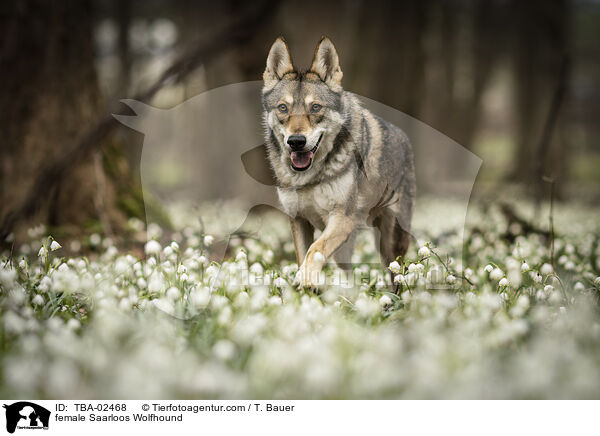 female Saarloos Wolfhound / TBA-02468