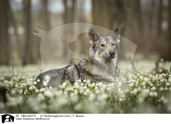 male Saarloos Wolfhound / TBA-02477