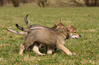 Saarloos Wolfdog Puppy