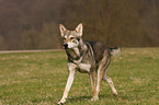 Saarloos Wolfdog