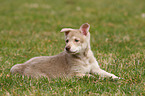 Saarloos Wolfdog Puppy