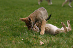 Saarloos Wolfdog Puppy