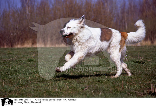 rennender Bernhardiner / running Saint Bernard / RR-00111