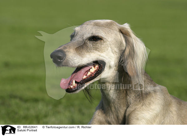 Saluki Portrait / Saluki Portrait / RR-02641