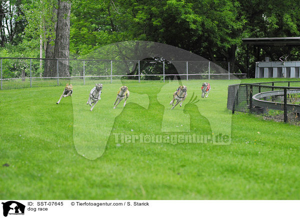 dog race / SST-07645