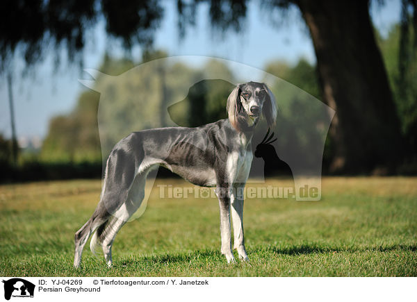 Persian Greyhound / YJ-04269