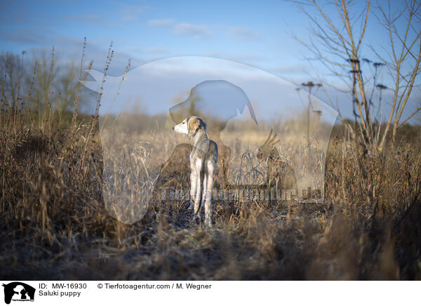 Saluki puppy / MW-16930