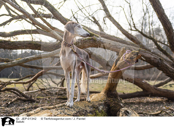 Saluki / Saluki / JEP-01342