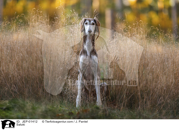 Saluki / Saluki / JEP-01412