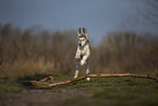 Saluki puppy