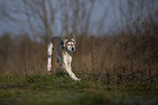 Saluki puppy