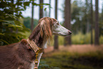 Saluki