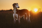 Saluki