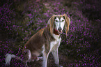 Saluki