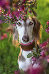 Saluki