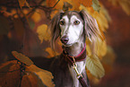 Saluki