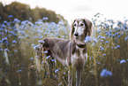 Saluki