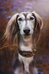 Saluki