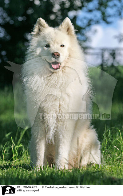 sitzender Samojede / sitting samoyed / RR-04783