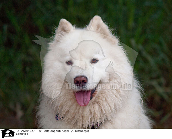 Samoyed / AM-01857