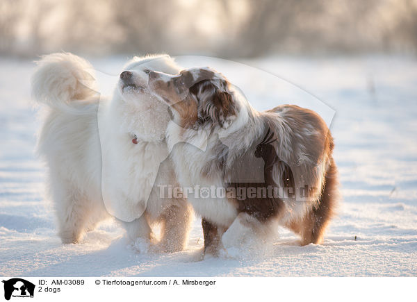 2 Hunde / 2 dogs / AM-03089