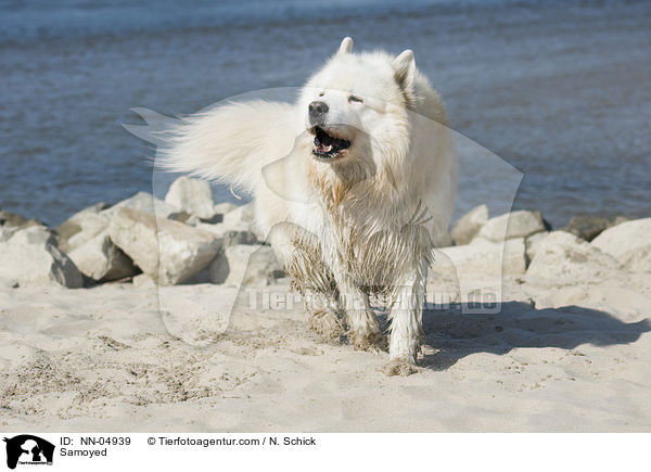 Samoyed / NN-04939