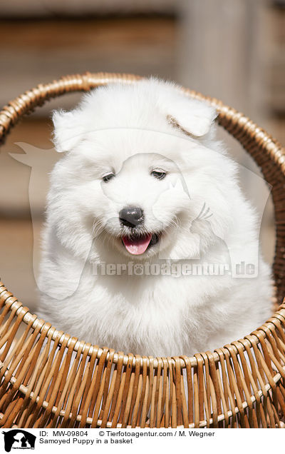 Samoyed Puppy in a basket / MW-09804