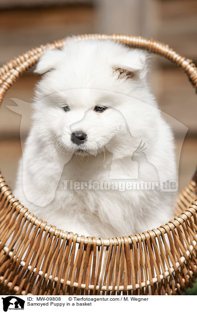 Samoyed Puppy in a basket / MW-09808