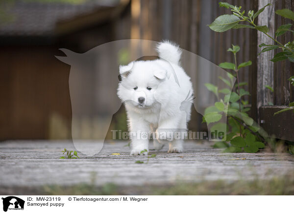 Samoyed puppy / MW-23119