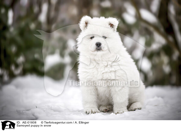 Samojede Welpe im Schnee / Samoyed puppy in snow / AE-01808