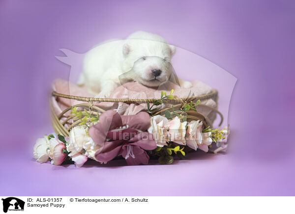 Samoyed Puppy / ALS-01357